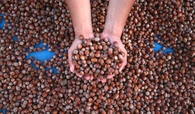 Bugün Fındık Ne Kadar? 17 Ocak Cumartesi Güncel Serbest Piyasa Fiyatları