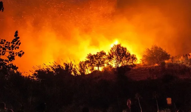 Meksika’nın 15 Eyaletinde 58 Orman Yangını