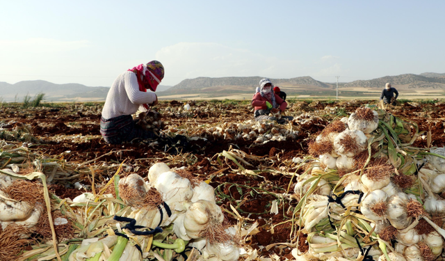 Mevsimlik işçi sezonu başladı: Gaziantep’e ne kadar mevsimlik işçi geliyor?