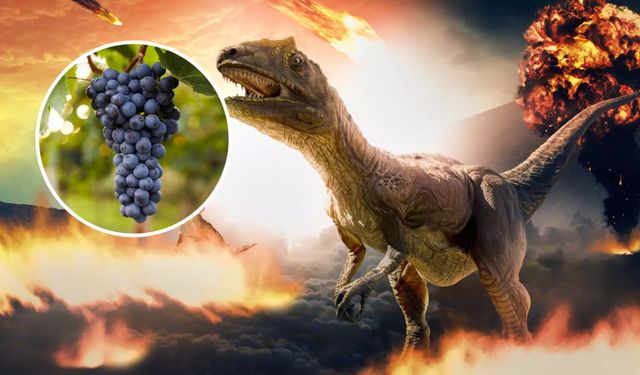 Dinozorların Yok Olması Üzümlerin Yayılmasını Nasıl Sağladı?