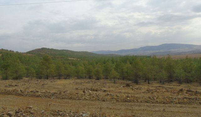 Gaziantep'te atıl alanlar ormana dönüştü...