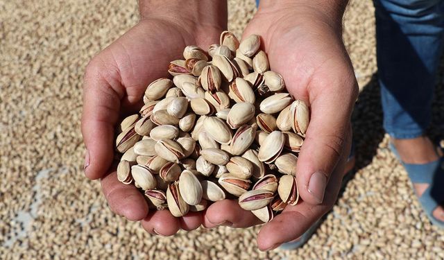 Ocak 2026 Gaziantep Fıstık Fiyatları Ne Kadar? Kabuklu, İç ve Baklavalık Fıstık Güncel Liste