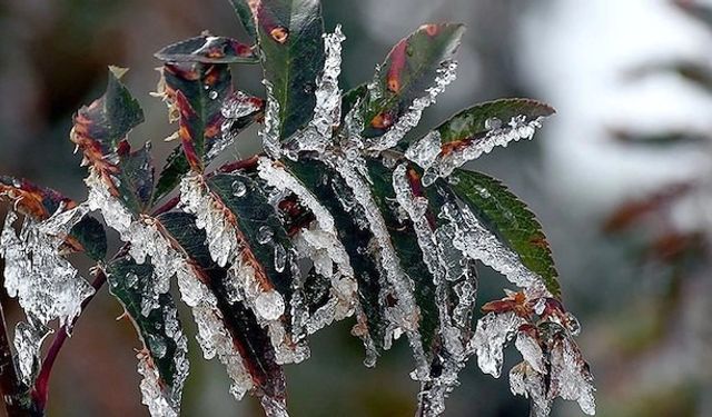 Meteorolojiden "zirai don" uyarısı