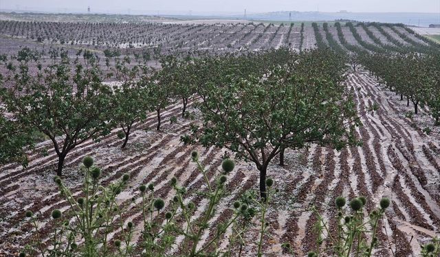 Şanlıurfa'da etkili olan dolu sonrası Valilikten Açıklama Geldi