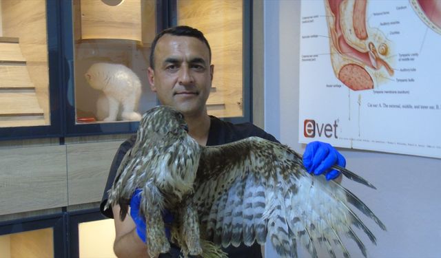 İslahiye'de veteriner hekim, iki ayağı ampute olan şahine sahip çıktı