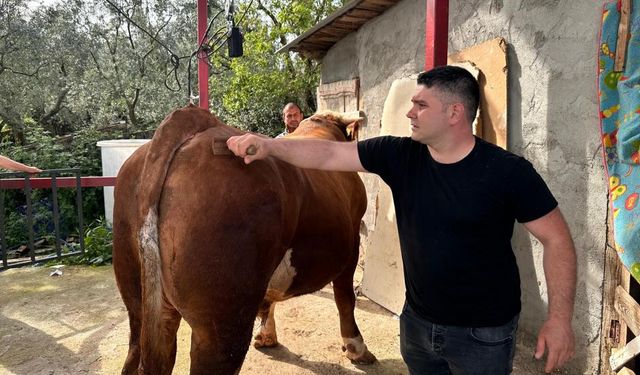 1 ton 200 kiloluk kurbanlık, araba fiyatına alıcısını bekliyor