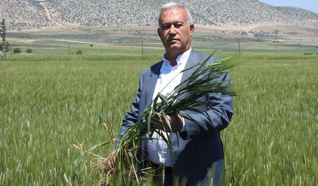 Araban buğdayı çiftçinin yüzünü güldürüyor