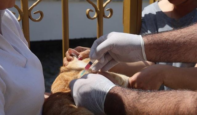 4 mahallede kuduz karantinası