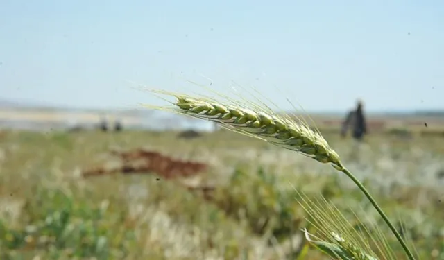 Araban'da firik hasadı hazırlıkları tamamlandı