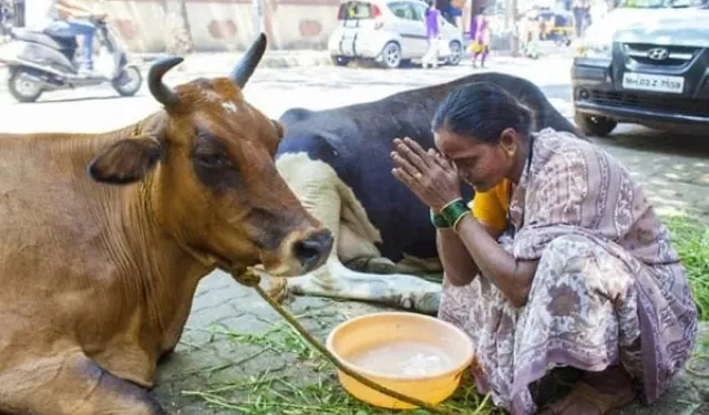 Hindistan’da inek neden kutsal? Hindular neden ineğe tapar?