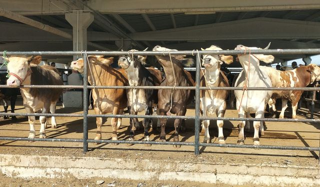 Gaziantep’te kurban fiyatları belli oldu! İşte o fiyatlar…