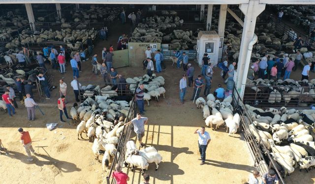 Gaziantep’te Kurban Satış ve Kesim Yerleri Belli Oldu! İşte O Noktalar…