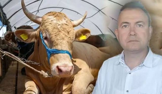 Sattığı kurbanlık ölüm getirdi! İş adamı dananın fotoğrafını çekerken canından oldu