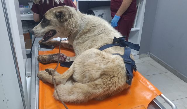 Gaziantep’te yaralı köpeğe şefkat eli...