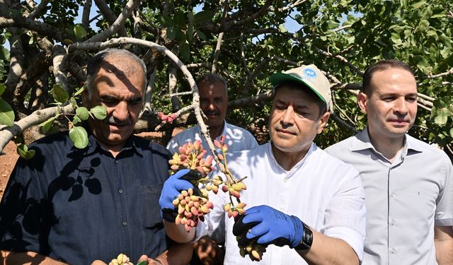 Antep fıstığının ilk hasadı davul zurna eşliğinde yapıldı