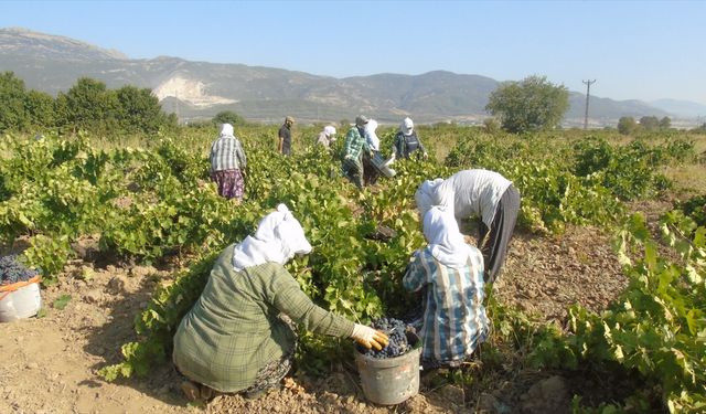 Gaziantep'te 50 bin dekarlık alanda üretilen üzümün hasadına başlandı