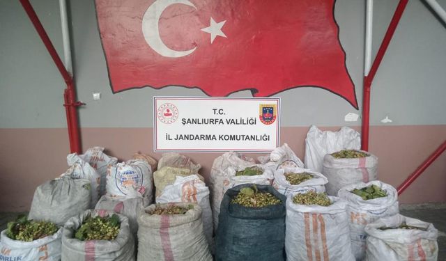 Fıstık hırsızlığına 13 gözaltı