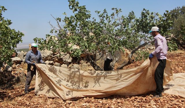 Fıstığın anavatanı Gaziantep'te hasat başladı