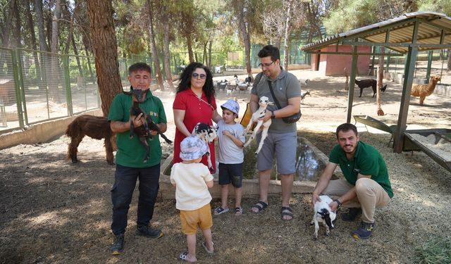 Cüce keçiler Gaziantep Doğal Yaşam Parkı'nda dördüz doğuruyor