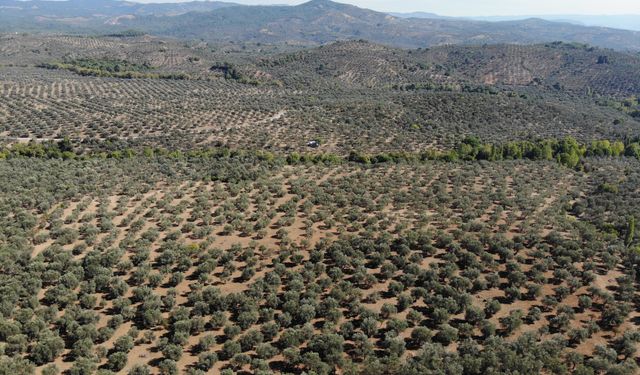 Kuraklık zeytin ağaçlarını verim ve kalitede vurdu
