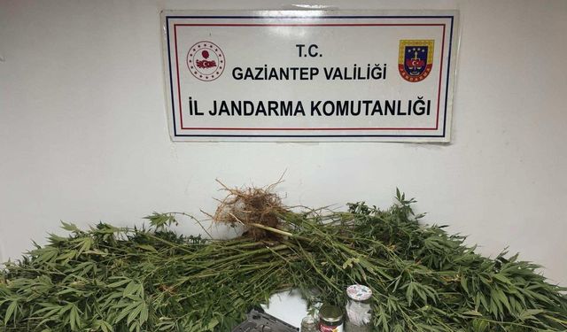 Gaziantep’te yasadışı kenevir ekimine jandarma operasyonu