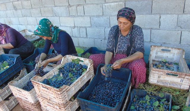 Gaziantep'in tescilli üzümleri kurutularak kışa hazırlanıyor