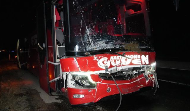 Yola çıkan hayvanlara otobüs çarptı! 3 inek telef oldu