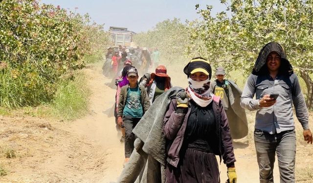Fiyatı yüzde 500 artan fıstığın üreticisinden baklavacılara çağrı