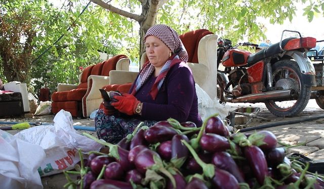 Gaziantep'te kurutmalık mesaisi sürüyor