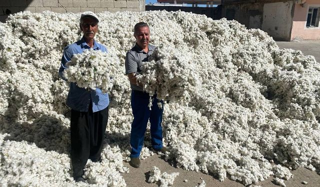 Gaziantep'te 'beyaz altın' hasadı başladı