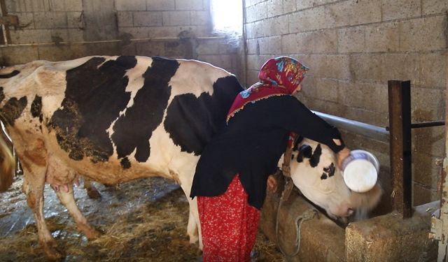 2 inekle başladı sıfır kilometre araç sahibi oldu