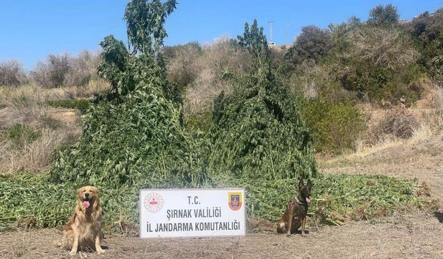 1 buçuk milyar TL’lik dev operasyon! 5 gözaltı