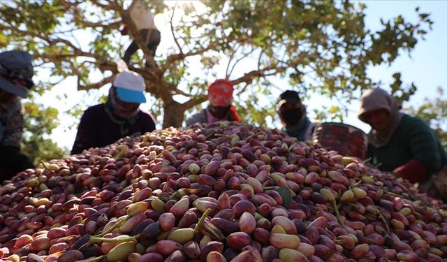 Gaziantepli çiftçilere müjde! Antep Fıstığına Destek geliyor…