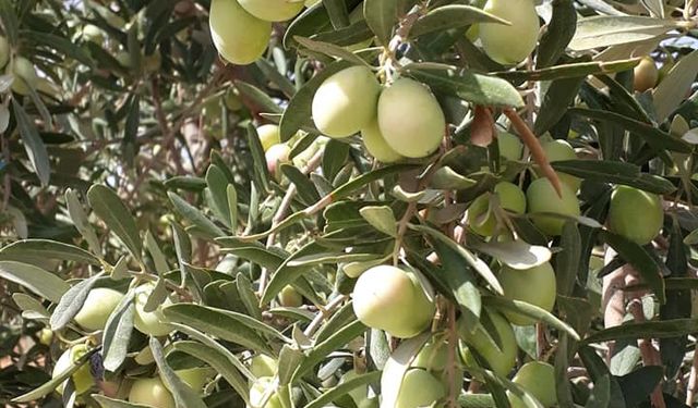 Gaziantep’te zeytin hasadı devam ediyor: Rekolte merak konusu oldu!