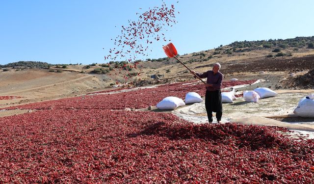 Kilis'te pul biber mesaisi
