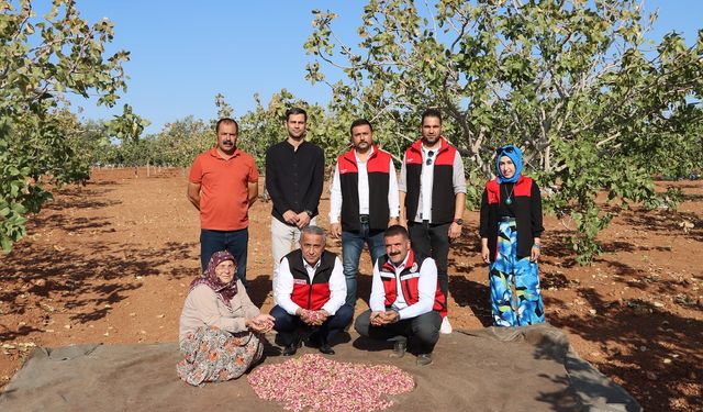 Antep Fıstığını kuraklık ve don vurdu! Rekoltede ağır kayıp…