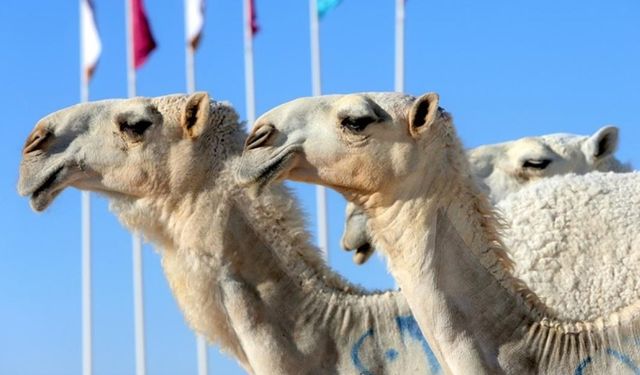 Rüyada Deve Görmek Ne Anlama Gelir? Rüyada Devenin Anlamı