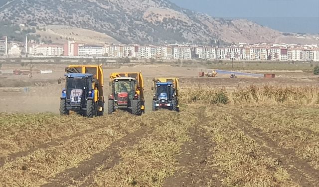 Sezon açıldı! Gaziantep'te yerfıstığı hasadı başladı
