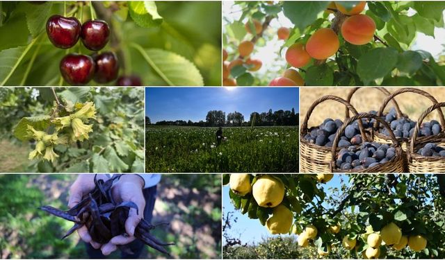 Türkiye tarımda dünya lideri oldu! 22 üründe ilk üçte yer aldı