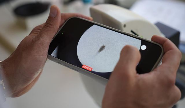 Gaziantep'te kuraklığın ardından sinek istilası başladı