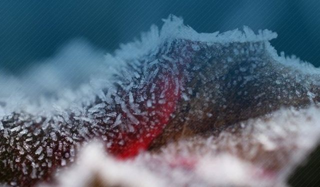 Zirai don nedeniyle ürünleri hasar gören çiftçilere destek