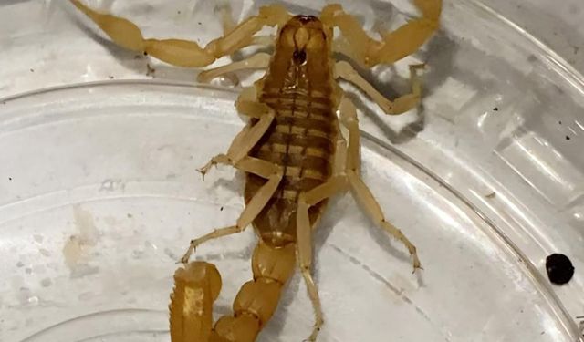 Akrep satışına suçüstü operasyon: Zehrinin litresi 10 milyon dolar!