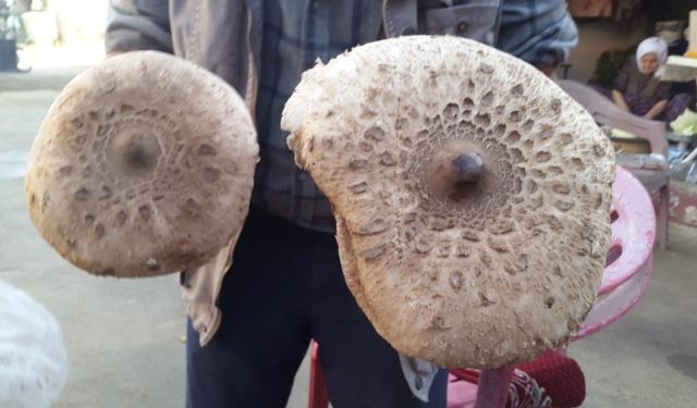 Mantar zehirlenmeleri saatler içinde böbrek yetmezliğine ilerleyebilir! Uzmanından önemli uyarı…