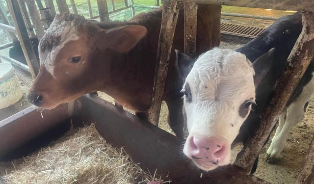 Bakanlık açıkladı! Türkiye'de yıllık 400-500 bin buzağı ölümü oluyor