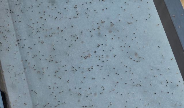 Gaziantep’i istila ettiler!