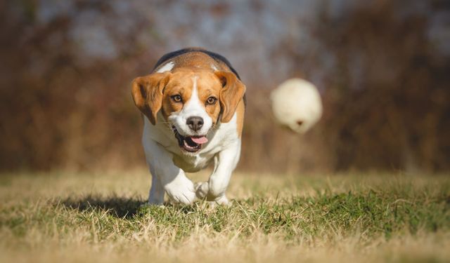 Küçük Irk Köpekler Nasıl Beslenmeli?