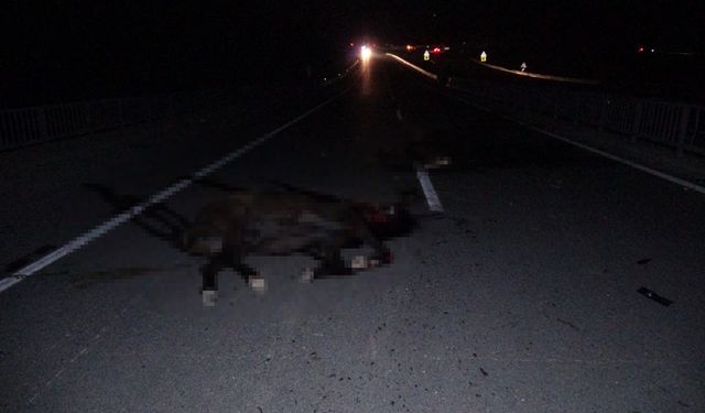 Feci olay: Milyonluk taylar karayolunda telef oldu