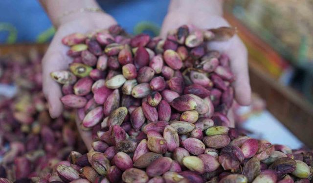 Antepfıstığı rekoltesinde ağır kayıp! TÜİK çarpıcı gerçeği açıkladı…