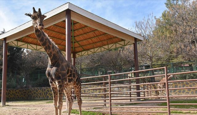 Gaziantep'i üzen ölüm! Doğal Yaşam Parkı'nın simgelerinden zürafa "Şakir" öldü