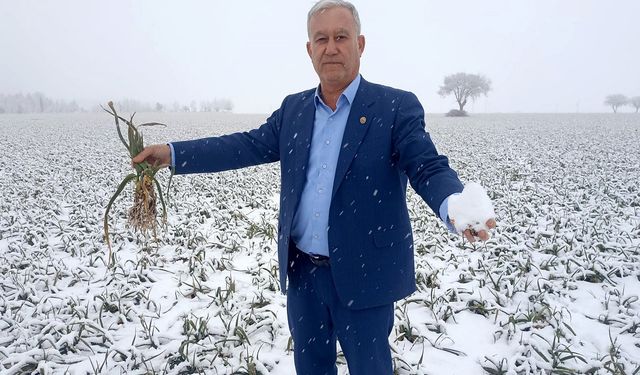 AB Tescilli Araban Sarımsağı üreticilerinin kar sevinci! Yüksek rekolte bekliyoruz